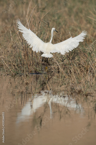 Little Egret landing at Buhair lake, Bahrain