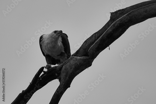 African Fish Sea Eagle Catching Fish Lake Hunting Haliaeetus vocifer photo