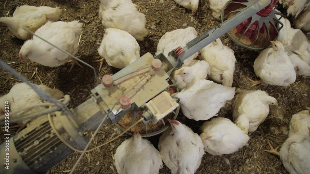 Poultry farm. Chickens for fattening on a modern poultry farm. Lots of