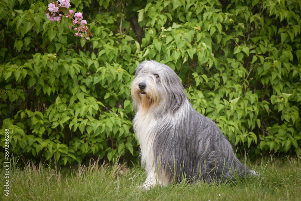 Adult bearder collie is in pink leaves of flower. He has so funny face Adult bearder collie is in pink leaves of flower. He has so funny face