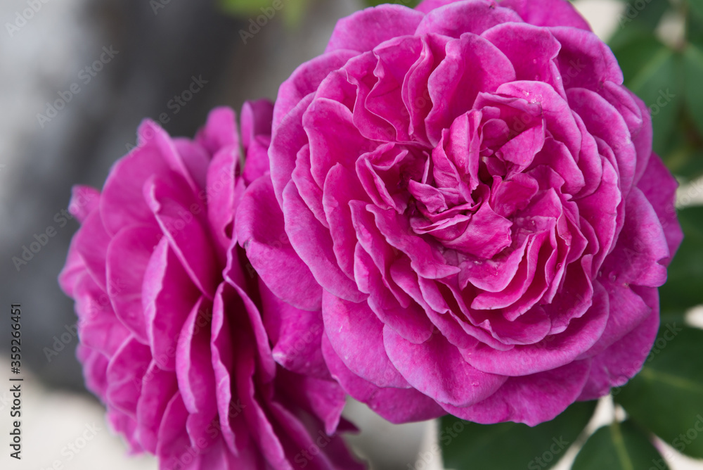 Large, fully opened flowers of the rose. An intense pink color. Postcard, background, texture. Large, fully opened flowers of the rose. An intense pink color. Postcard, background, texture.