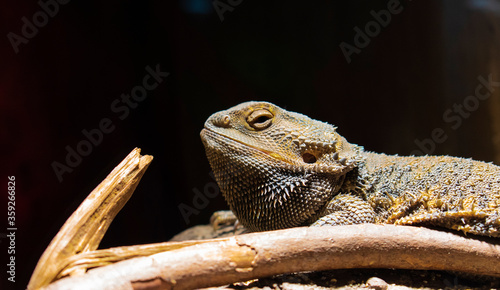 Pogonas are a species of agamidae family. He lives in the desert areas of Australia. Pogonas are a species of agamidae family. He lives in the desert areas of Australia.  Close-up of Pogona photo