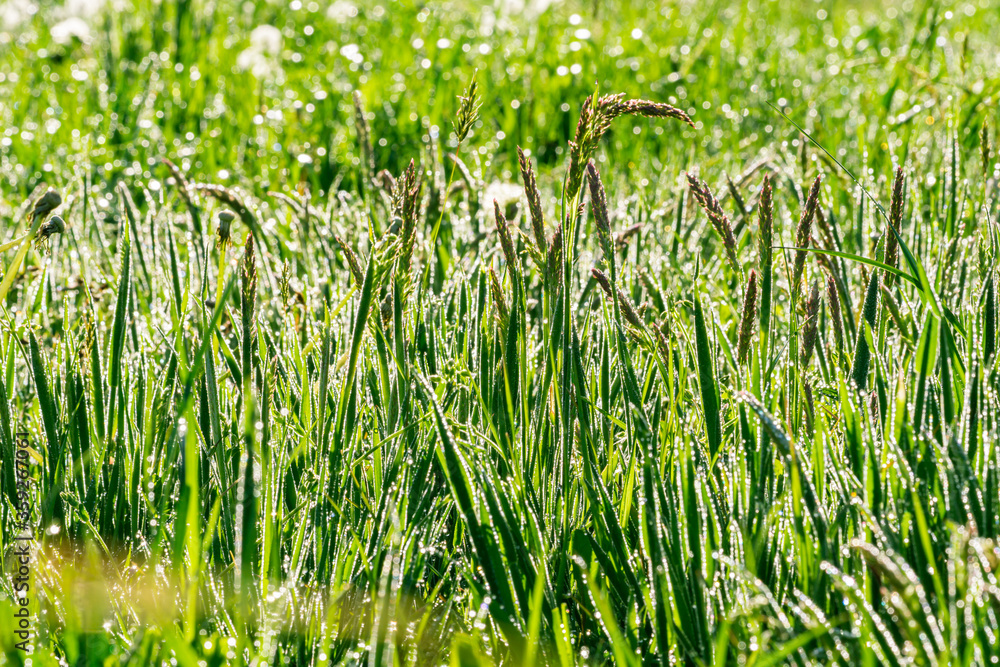 Meadow with the morning dewdrops Meadow with the morning dewdrops