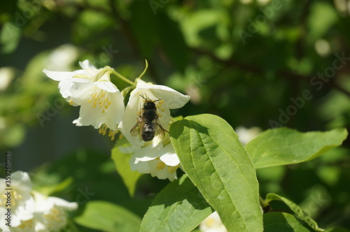 bee on a white flower
