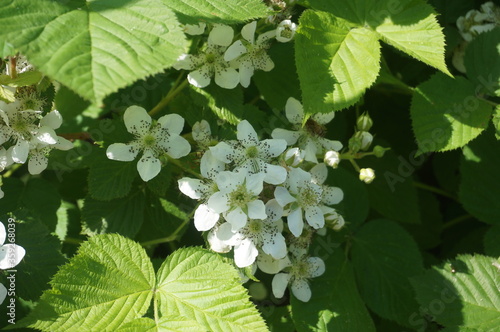 beautiful white blackberry flowers in summer
