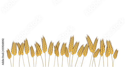 Wheat barley rye oat field. Vector bread cereal grain. Isolated illustration. Graphic frame