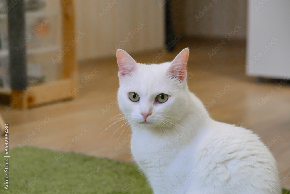 a white cat is siting opposite. at home. interior background. indoors.