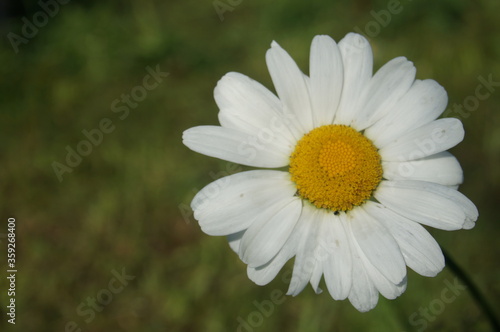 little cute daisy in the park in summer