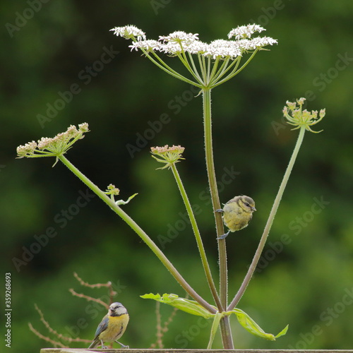 Blue tit perching on the stem of hogweed plant in Seaton Wetlands, Devon