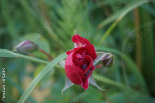 red rose flower in the park