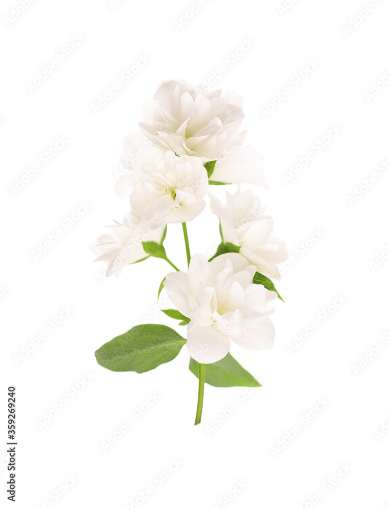 Jasmine flowers isolated on white background. Jasmine branch.
