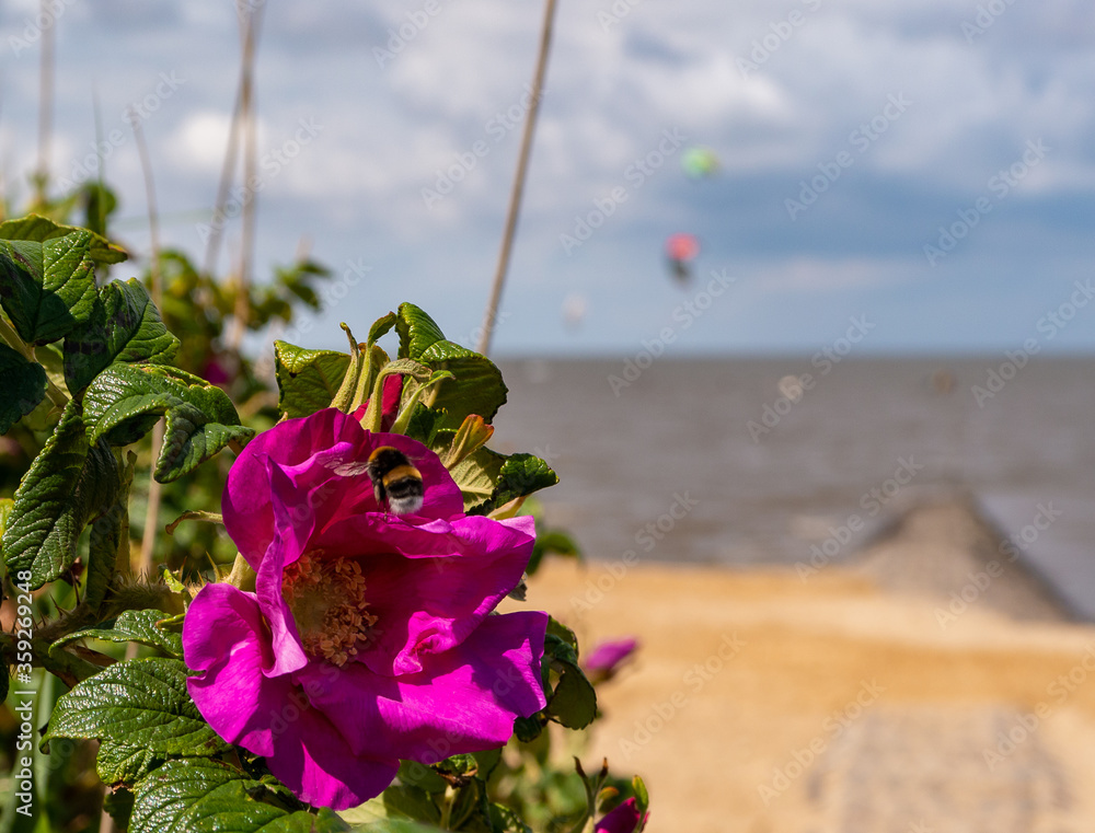 Strandzugang in Cuxhaven Sahlenburg ueber Duene mit Heckenrose undHummel in der Bluete und Kiter
Strandzugang in Cuxhaven Sahlenburg ueber Duene mit Heckenrose undHummel in der Bluete und Kiter