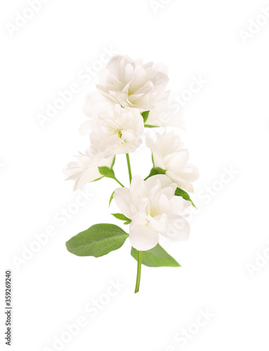 Jasmine flowers isolated on white background. Jasmine branch.