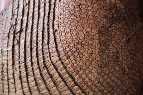 Konstfotografi Armadillo hull