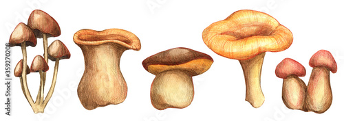 Watercolor mushroom set isolated on white background. Forest mushrooms collection. Hand drawn mushrooms. 