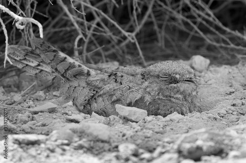 Egyptian Nightjar sleeping, Bahrain
