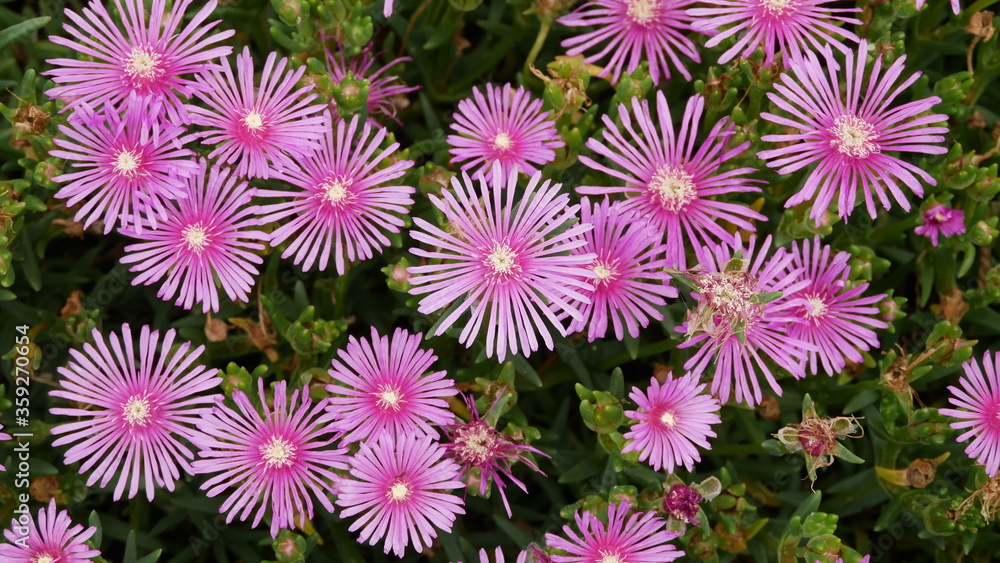 Wild Flowers that bloom like fireworks Wild Flowers that bloom like fireworks