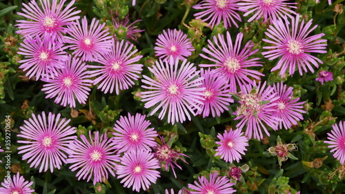 Wild Flowers that bloom like fireworks