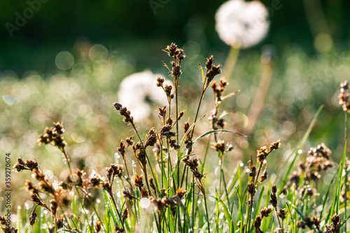 wild flowers in the grass © Dawid Śliwka