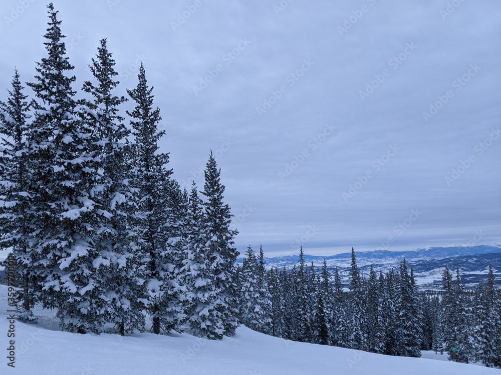 Fototapeta premium Wintery forest
