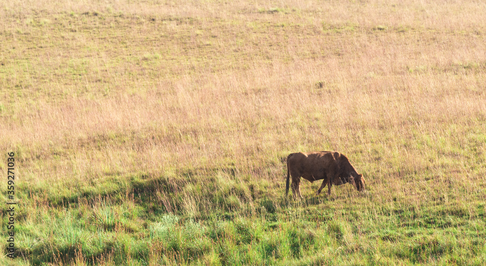 Cow feeding in an agropastoral production field in Brazil Cow feeding in an agropastoral production field in Brazil