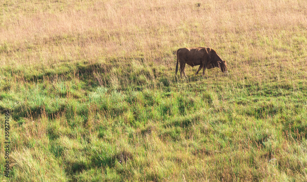 Cow feeding in an agropastoral production field in Brazil Cow feeding in an agropastoral production field in Brazil