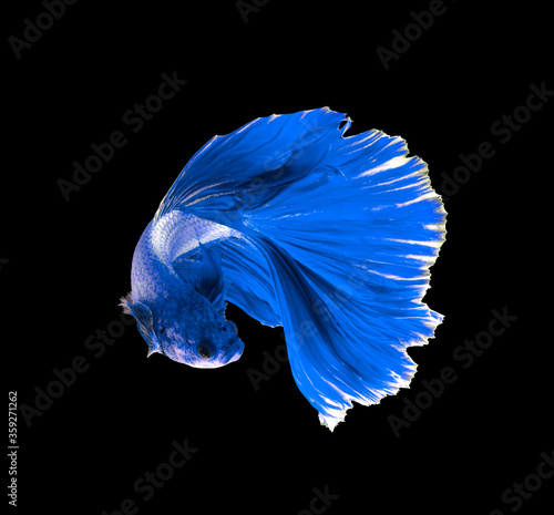 Beautiful color blue dragon siamese fighting fish in Thailand, betta fish isolated on black background.copy space background.