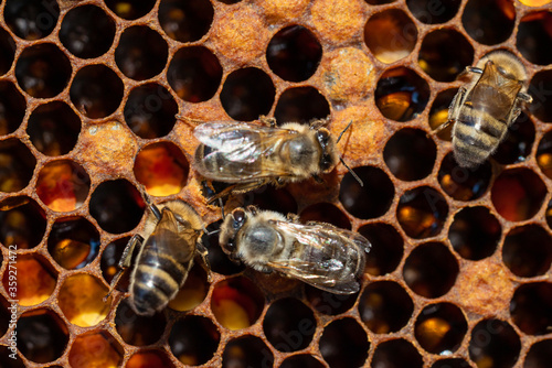 Close-up of working bees on honeycombs. Beekeeping and honey production image