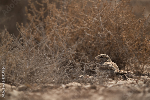 Egyptian Nightjar in its habitat