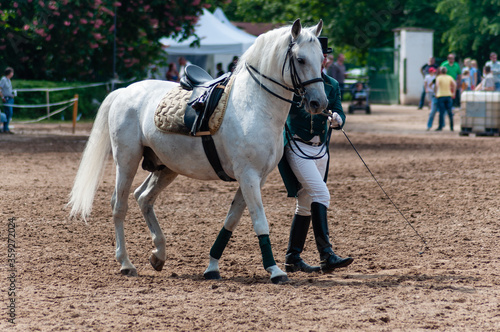 A horse parade in famous stud Kladruby nad Labem, grey and black Kladruber horses, breed of horses that was created specifically for pulling coaches of emperors and kings