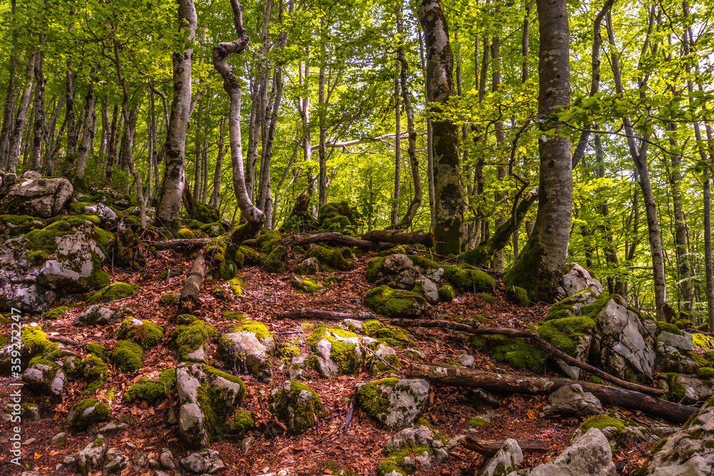 Naklejka premium Mount Aizkorri 1523 meters, the highest in Guipuzcoa. Basque Country. Lovely forest on the rise. Ascent through San Adrian and return through the Oltza fields