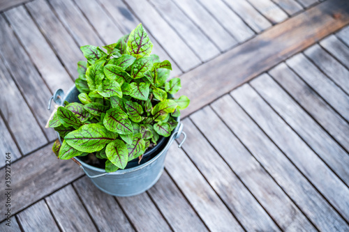 sorrel for delicious meals with wild herbs on a rustic wooden table