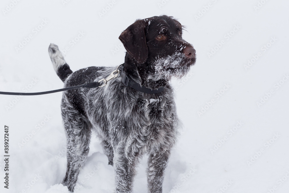 Cute deutsch drahthaar is standing on a white snow in the winter park. Pet animals. Cute deutsch drahthaar is standing on a white snow in the winter park. Pet animals.