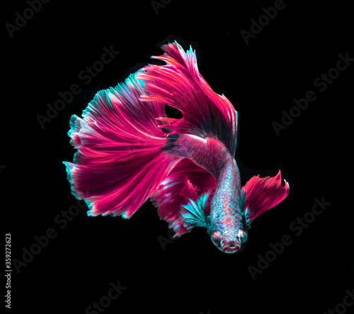 Beautiful pink and blue siamese fighting fish, betta fish isolated on Black background.Crown tail Betta in Thailand.