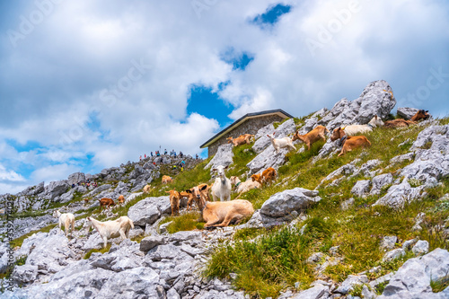 Mount Aizkorri 1523 meters, the highest in Guipuzcoa. Basque Country. Ascent through San Adrian and return through the Oltza fields. Reaching the top there are free goats photo