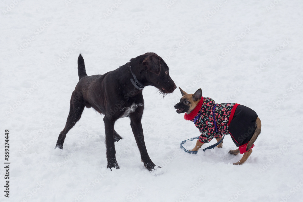 Cute deutsch drahthaar and belgian sheepdog puppy is playing on a white snow in the winter park. Pet animals.