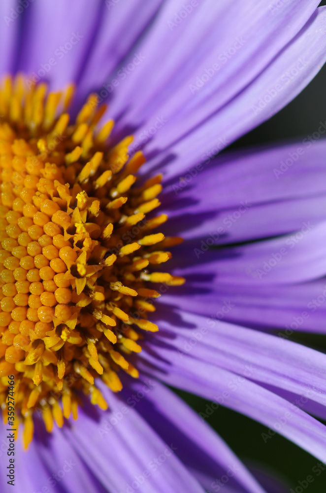 Close-up of beautiful violet marguerite flower shining in the sun. Close-up of beautiful violet marguerite flower shining in the sun.