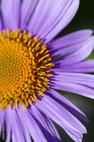 Close-up of beautiful violet marguerite flower shining in the sun.