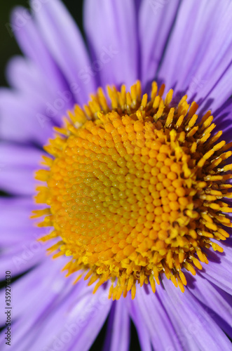Close-up of beautiful violet marguerite flower shining in the sun.
