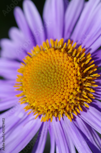Close-up of beautiful violet marguerite flower shining in the sun.