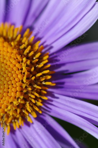 Close-up of beautiful violet marguerite flower shining in the sun.
