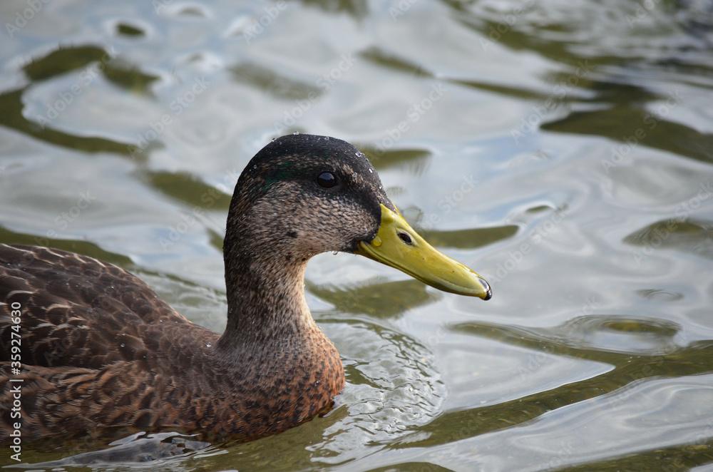beautiful duck in pond close up