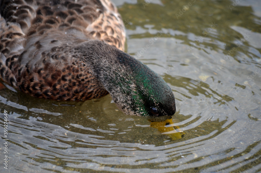 Fototapeta premium mallard duck looking for food in pond water close up