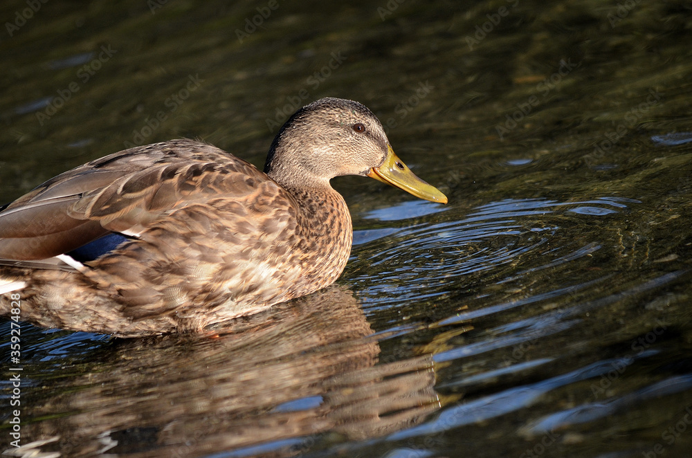 mallard duck swimming in pond looking for food mallard duck swimming in pond looking for food