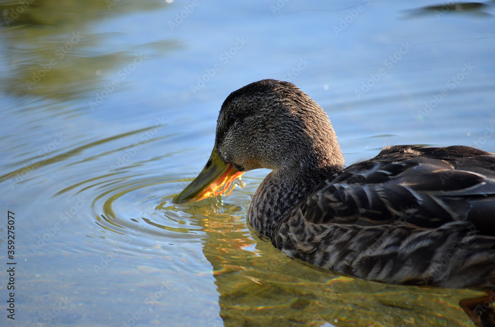 Fototapeta premium mallard duck feeding in pond