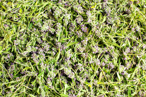 Background of wild thyme medicinal herb. Thyme is widely used in cooking and in herbal medicine.