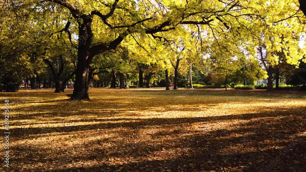 Static shot of golden trees in beautiful autumn season in Margaret park, Budapest while golden leafs are falling down and people walking in the distance Static shot of golden trees in beautiful autumn season in Margaret park, Budapest while golden leafs are falling down and people walking in the distance