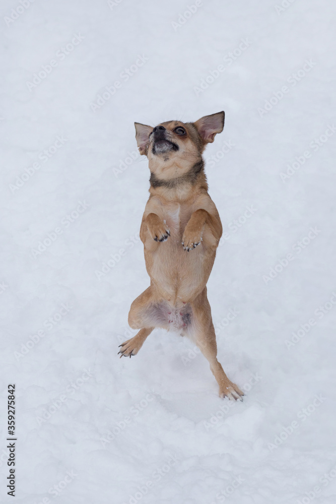 Cute chihuahua puppy is jumping on a white snow in its hind legs. Pet animals. Cute chihuahua puppy is jumping on a white snow in its hind legs. Pet animals.