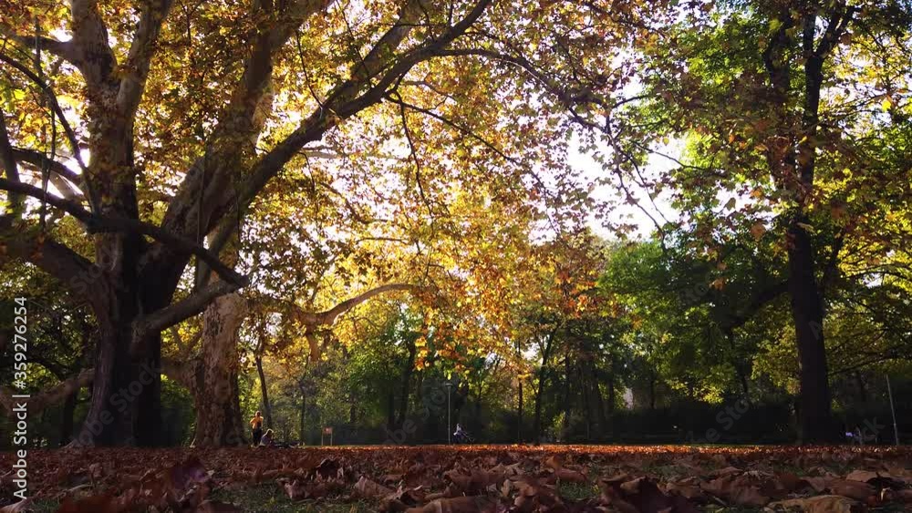 Static shot of spectacular enormous trees in Margaret park in Budapest with golden autumn colors and falling leafs Static shot of spectacular enormous trees in Margaret park in Budapest with golden autumn colors and falling leafs