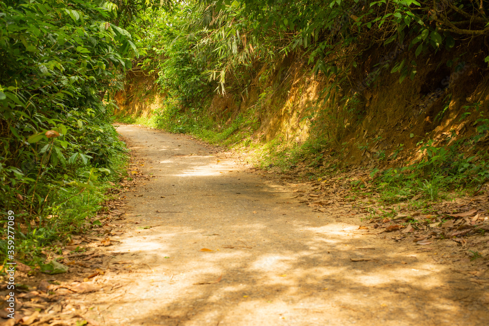 path in the forest, path, woods hill. path in the forest, path, woods hill.